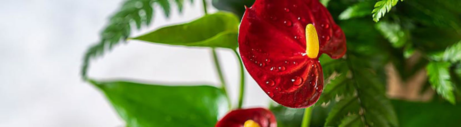 Anthurium : variétés et entretien